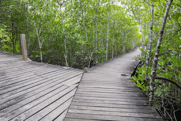 Boardwalk amidst trees in forest